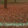 Acer saccharum 'Seneca Chief', fall color