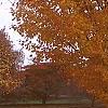 Acer saccharum 'Seneca Chief', fall color