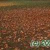 Acer saccharum 'Seneca Chief', fall color