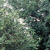 Acer saccharum 'Sweet Shadow', habit