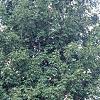 Acer saccharum 'Sweet Shadow', habit