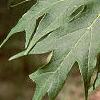 Acer saccharum 'Sweet Shadow', leaves
