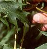 Acer saccharum 'Sweet Shadow', leaves