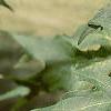 Acer saccharum 'Sweet Shadow', leaves
