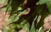 Acer saccharum 'Sweet Shadow', leaves