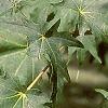 Acer saccharum 'Sweet Shadow', leaves