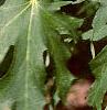 Acer saccharum 'Sweet Shadow', leaves