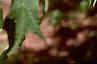 Acer saccharum 'Sweet Shadow', leaves