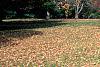 Acer saccharum 'Sweet Shadow', fall color
