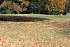 Acer saccharum 'Sweet Shadow', fall color