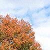 Acer saccharum 'Sweet Shadow', fall color