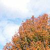 Acer saccharum 'Sweet Shadow', fall color