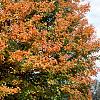 Acer saccharum 'Sweet Shadow', fall color