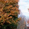 Acer saccharum 'Sweet Shadow', fall color