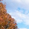 Acer saccharum 'Sweet Shadow', fall color
