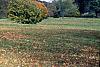 Acer saccharum 'Sweet Shadow', fall color