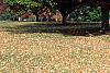 Acer saccharum 'Sweet Shadow', fall color