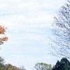 Acer saccharum 'Sweet Shadow', fall color