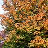 Acer saccharum 'Sweet Shadow', fall color