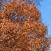 Acer saccharum 'Sweet Shadow', fall color