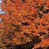 Acer saccharum 'Sweet Shadow', fall color