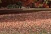 Acer saccharum 'Sweet Shadow', fall color