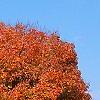 Acer saccharum 'Sweet Shadow', fall color