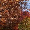 Acer saccharum 'Sweet Shadow', fall color