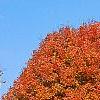 Acer saccharum 'Sweet Shadow', fall color