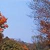 Acer saccharum 'Sweet Shadow', fall color