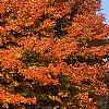 Acer saccharum 'Sweet Shadow', fall color