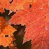 Acer saccharum 'Sweet Shadow', fall color