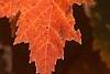 Acer saccharum 'Sweet Shadow', fall color