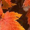 Acer saccharum 'Sweet Shadow', fall color