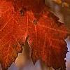 Acer saccharum 'Sweet Shadow', fall color