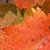 Acer saccharum 'Sweet Shadow', fall color