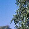 Acer saccharinum, habit