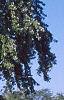 Acer saccharinum, habit