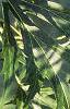 Acer saccharinum 'Laciniatum', leaves