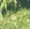 Acer saccharinum 'Laciniatum', leaves