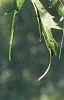 Acer saccharinum 'Laciniatum', leaves