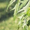 Acer saccharinum 'Laciniatum', leaves