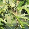 Acer saccharinum 'Laciniatum', leaves