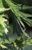 Acer saccharinum 'Laciniatum', leaves