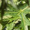 Acer saccharinum 'Laciniatum', leaves