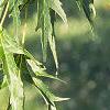 Acer saccharinum 'Laciniatum', leaves