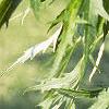Acer saccharinum 'Laciniatum', leaves