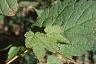 Acer spicatum, leaves