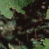 Acer spicatum, leaves