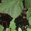 Acer spicatum, leaves